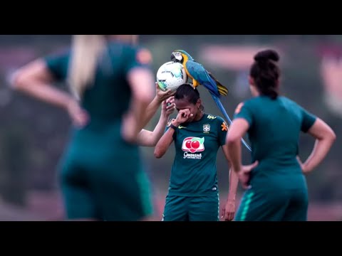 Macaw calls 'time out' in Brazil after landing on soccer player's head