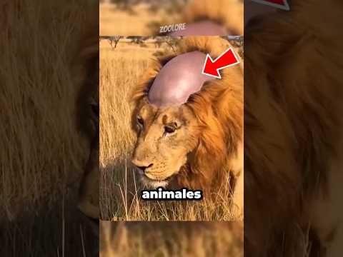 NO CREERÁS cómo se ven estos animales sin pelo #animales #datoscurisos #naturaleza