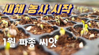 새해 영농 1월에 파종할 씨앗