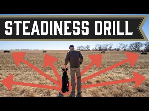 First Step to a Steady Gundog