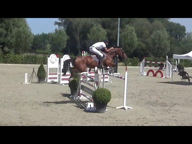 Mother La Luna van Maurets is a CSI 1.45m jumping mare with rider Jan van Dyck.