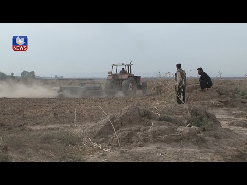بەڤیدیۆ.. ئەمساڵ لە سنوری گەرمەسێر و خانەقین كەمترین جوتیار گەنم و جۆ دەچێنن