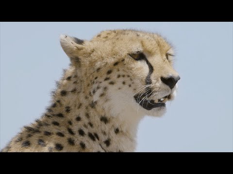 Gepard - Das Schnellste Tier Auf Dem Land / Dokumentation