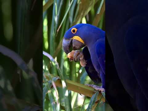 Some of the wild animals of Pantanal, Brazil📍🐆🇧🇷🌿🐊