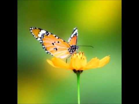 download lagu mp3 mp4 Reiki Kleuren, download lagu Reiki Kleuren gratis, unduh video klip Reiki Kleuren