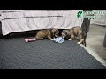 Miniature Dachshund dogs for sale: Fredrick - Video 1