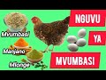 Nguvu Ya Mvumbasi Kivumbasi Kwa Kuku The Power Of Tulsi Holy Basil In Poultry