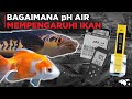 Kelebihan Ph Rendah Sama Ph Tinggi Untuk Ikan Hias