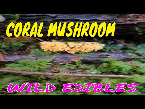 CORAL MUSHROOMS - WILD EDIBLES #wildmushrooms #mushroomforaging #tinyhouselife