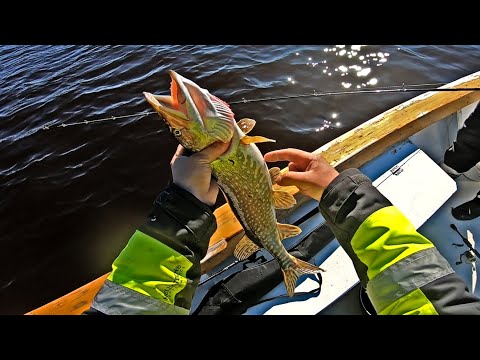 HAUKEA SIELTÄ TÄÄLTÄ - KALAT KUTUPUUHISSA JA HUONOLLA OTILLA - KOOSTEENA TÄMÄN VIIKON KALAREISSUJA