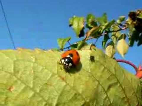 download lagu mp3 mp4 Chinitas, download lagu Chinitas gratis, unduh video klip Chinitas