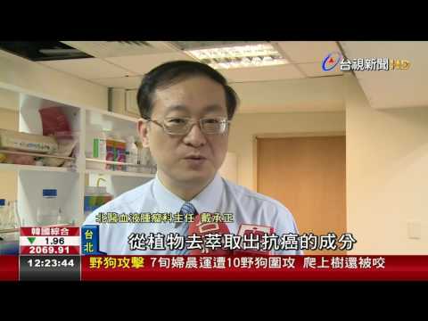 蒲公英根部萃取物抗癌 醫生：勿信謠言