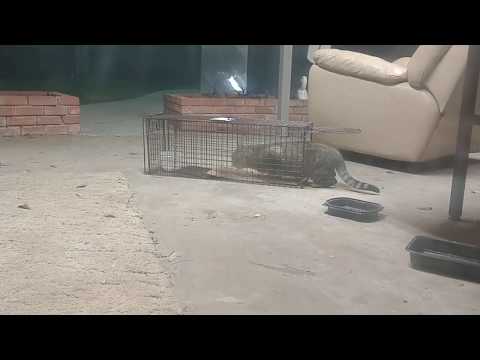 TNR - Trapping a wild feral cat 🐈 Crazy Freak Out ! Part 1