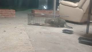 TNR - Trapping a wild feral cat 🐈 Crazy Freak Out ! Part 1