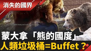 熊熊危機🐻！蒙大拿「熊的國度」人類垃圾桶成為牠們的感恩節大餐Buffet？   真實世界版「熊出沒」！ │李文儀 主持│【消失的國界PART2】20251103│三立新聞台