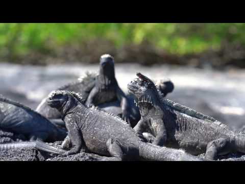 Seaflute - The Galápagos Oyster World Rally
