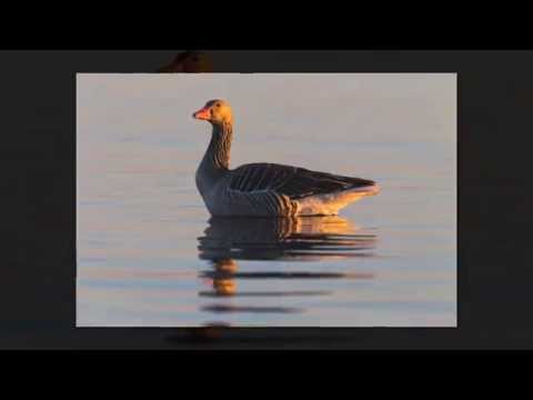 Matsalu linnud ja maastikud