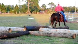 Danny Boy great gaited Morgan stallion