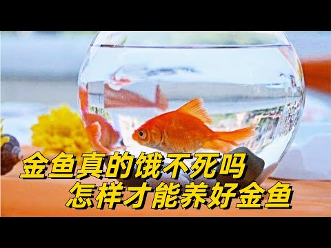 金魚 死