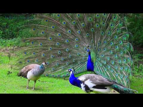 White and pied peacock dance