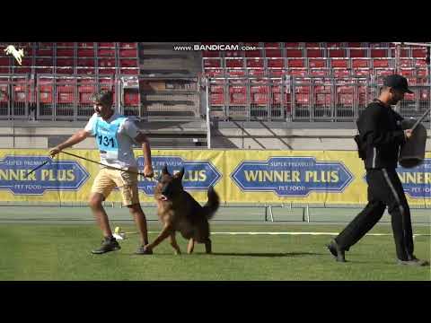 1131 Mr  Maverick von neu Garmond - TSB BSZS-2023