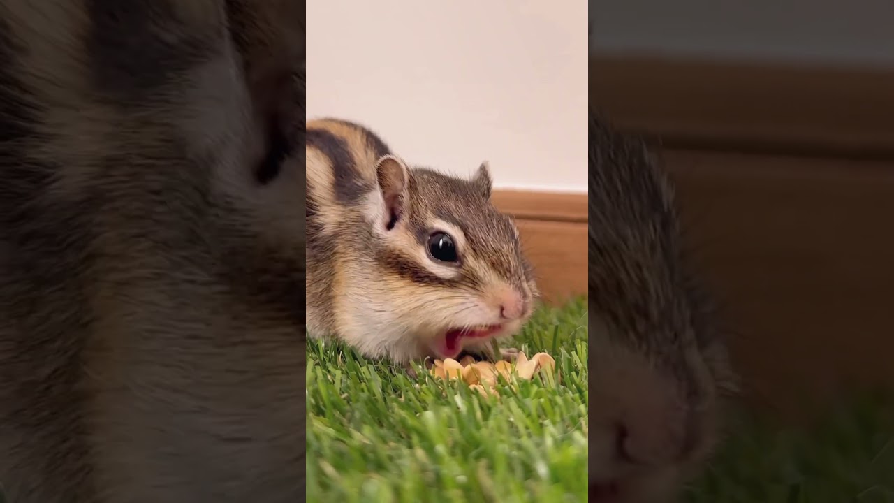 ホッペから予想以上の種でてきた #shorts