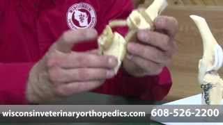 preview picture of video 'Wisconsin Veterinary Orthopedics - Short | Holmen, WI'