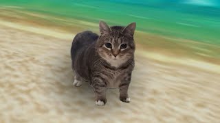 Cover art for Tails the cool cat is back