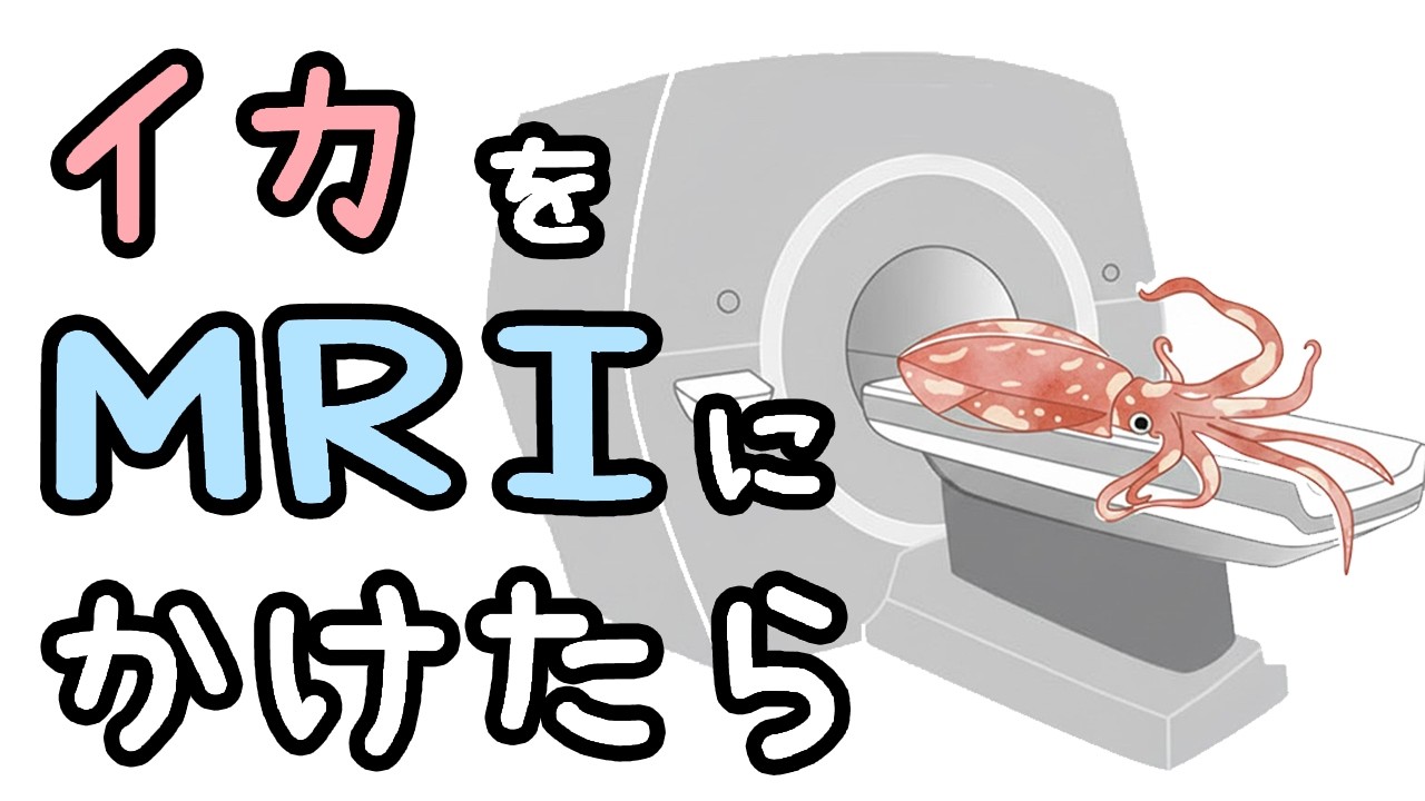 イカをMRIにかけるとどうなるか【ざっくり解説】