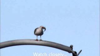 preview picture of video '1000 Islands Bridge seagull catches fish'