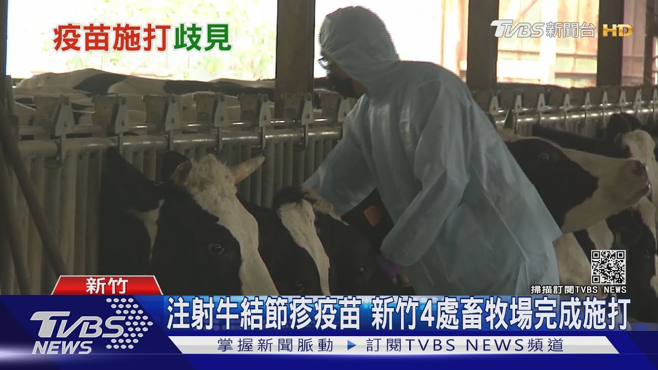 牛結節疹「疫苗」分歧! 學者主張感染撲殺