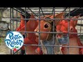 Peter Rabbit The Great Squirrel Rescue Mission Cartoons For Kids