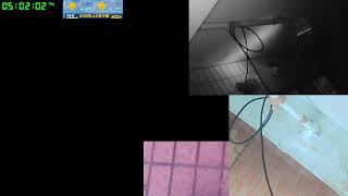 【ツバメさんSwallow】20230802-03電線空配信´・ω・｀)Wild birds