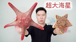 [閒聊] 派大星上陸地會變超硬嗎