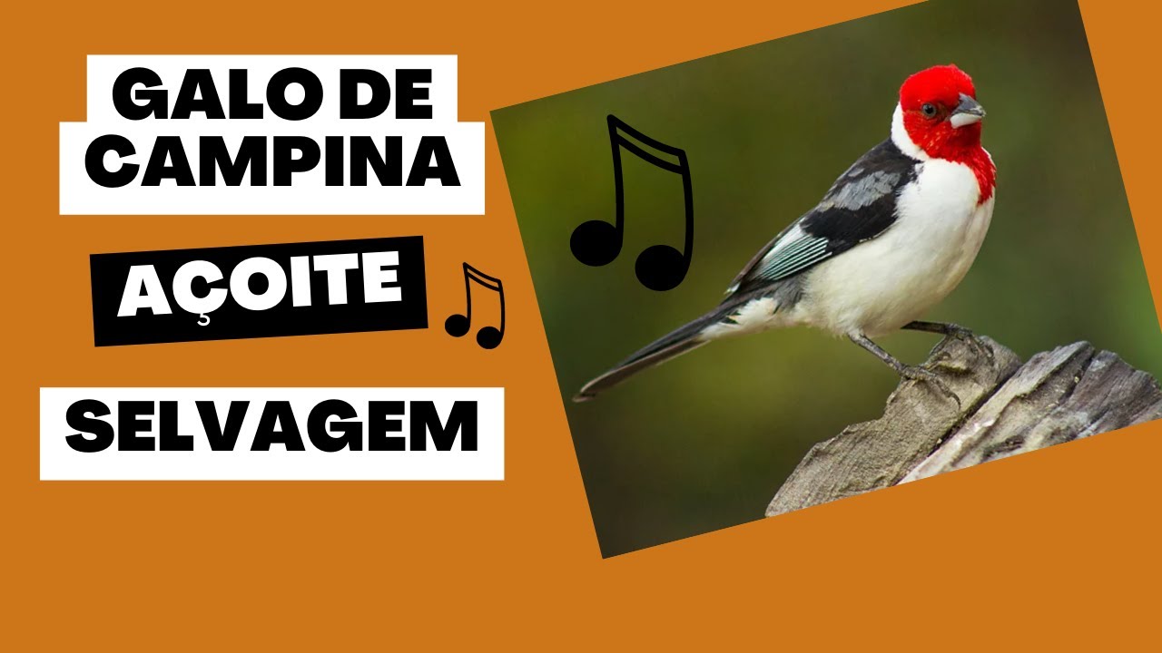 UMA HORA SÓ DE CANTO DE GALO DE CAMPINA ~ CHAMADO DE GALO DE CAMPINA ~ ESQUENTANDO SEU GALO CARDEAL.