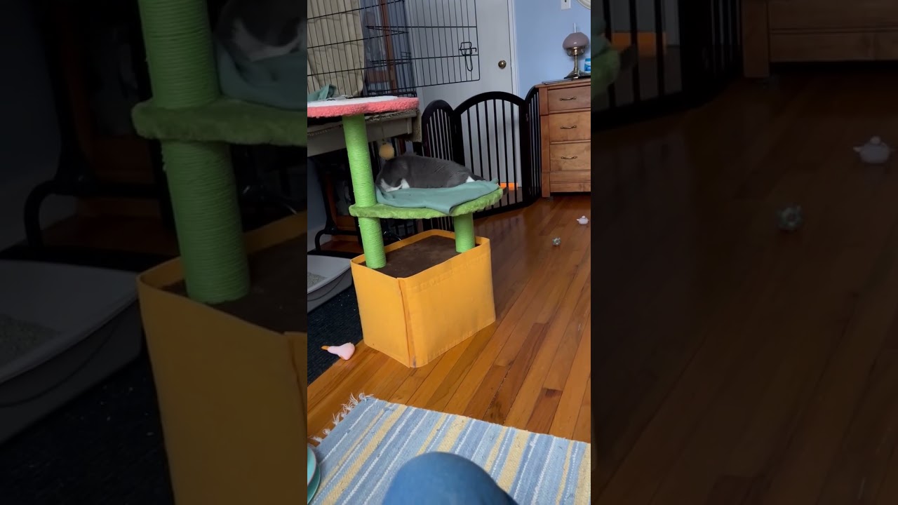 Nacho, an adopted mixed breed in Elmhurst, IL video 6/6