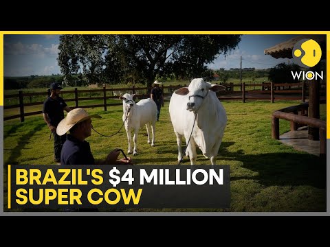 Brazil's $4 million super cow: Seems twice as meaty as others of her breed | WION