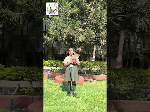 🌿 Delving into the Fragrant Charm of the Rosemary Plant | Blossom Public School's Botanical Garden 🌱