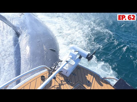 The Best Work Up Footage we have ever Filmed! Hit by a WHALE while Fishing!