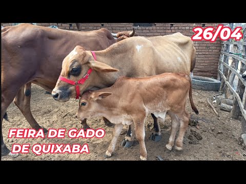 Feira de gado de Quixaba-PE (26/04/26)
