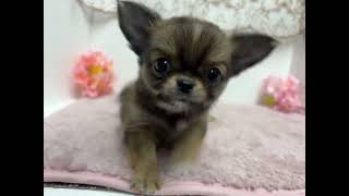 チワワ（ロング）の動画01