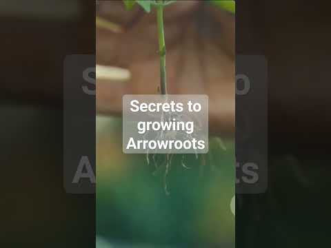 Secrets to growing Arrowroots