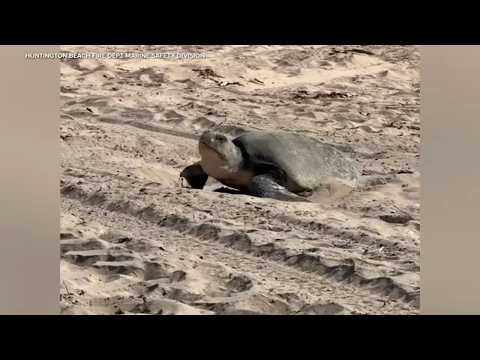Rare sea turtle lays eggs in OC in 1st documented West Coast ...