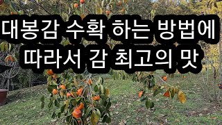 대봉감 수학 하는 방법에 따라서 , 감 최고의 맛