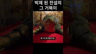 최소 300살 이라는 전설의 거북이 #shorts #베트남여행 #하노이여행