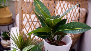 Croton Petra (Codiaeum Variegatum) Care & Growing Guide - Plant Mom Care