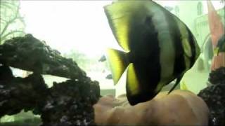 death of a tune - the hidden cameras