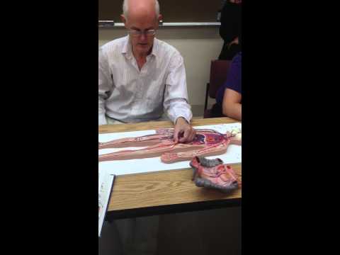 BI232 Blood Vessels (5)