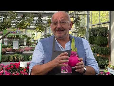 Why does the amaryllis also grow in a wax bulb?