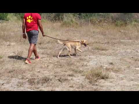 Vídeo de MOISES
